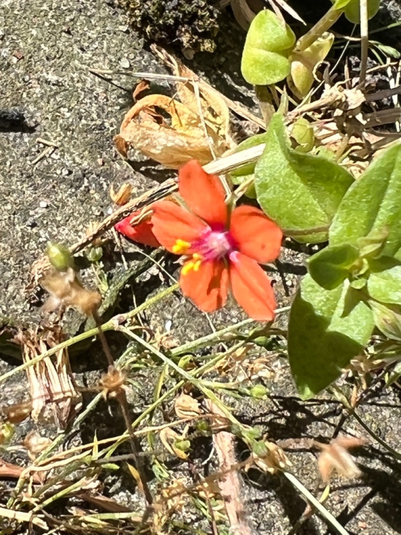 Scarlet pimpernel wildflower